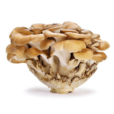 Maitake mushroom