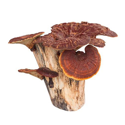 Reishi Mushroom