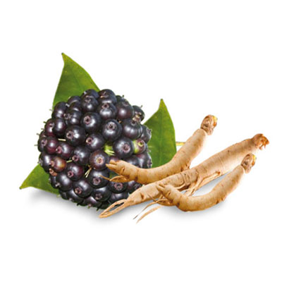 Siberian Ginseng