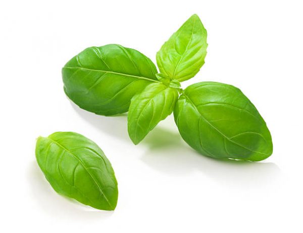 Basil